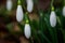 Snowdrops lat.Galanthus nivalis close-up with dewdrops. Tender first flowers bloomed in the spring in the forest