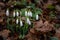 Snowdrops lat.Galanthus nivalis close-up with dewdrops. Tender first flowers bloomed in the spring in the forest