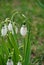 Snowdrops on the lawn