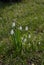 Snowdrops on the lawn