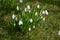 Snowdrops on the lawn