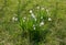 Snowdrops on the lawn