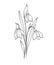 Snowdrops Line Art. Snowdrops flower outline Illustration. January Birth Month Flower. Snowdrops outline isolated on white.