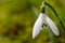 Snowdrops - macro shot