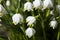 Snowdrops in march