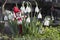 Snowdrops and martenitsa or martishor. March 1st, Baba Marta Day - Bulgarian holiday. Beginning of spring, springtime