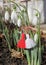 Snowdrops and martenitsa. Symbols of spring. White snowdrop flowers and martisor. Baba Marta holiday. Tradition in Bulgaria. Baba