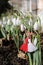 Snowdrops and martenitsa. Symbols of spring. White snowdrop flowers and martisor. Baba Marta holiday. Tradition in Bulgaria. Baba