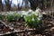 Snowdrops on the meadow in sunshine