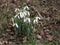 Snowdrops in nature in woods with sounds of a wild birds. First spring flowers snowdrop with birds songs.