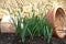 Snowdrops with old planter