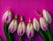 Snowdrops on a pink background. View from above. Copy space