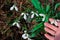 Snowdrops primroses grow in a group in a forest glade. hand points to flowers