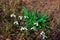 Snowdrops primroses grow in a group in a forest glade in March