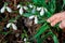 Snowdrops primroses grow in a group in a forest glade in March