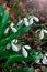 Snowdrops primroses grow in a group in a forest glade in March. vertical photo