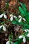 Snowdrops primroses grow in a group in the garden in March. vertical photo