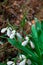 Snowdrops primroses grow in a group in the garden in March. vertical photo