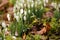 Snowdrops after a rain day