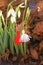 Snowdrops with red and white martenitsa. White snowdrop flowers and martisor. First march Baba Marta Day with spring flowers and