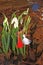 Snowdrops with red and white martenitsa. White snowdrop flowers and martisor. First march Baba Marta Day with spring flowers and