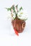 Snowdrops and red and white string martisor on white with copy space east european first of march tradition celebration