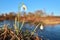 Snowdrops on the river bank