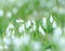 Snowdrops shot at long focal length.  Backdrop for spring stories