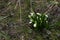 Snowdrops. Small clumps of fresh flowering white and green snowdrops on forest floor in later winter or early spring. Seasonal blo