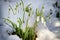 Snowdrops in snow