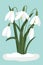 Snowdrops in the snow. Vector, white small flowers. Symbol of the arrival of spring. The first flowers, delicate light forest