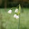 Snowdrops or snowflake flowers