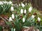 snowdrops. spring background