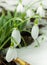 Snowdrops spring flower