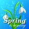 Snowdrops spring flowers background with inscription spring is coming