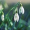 Snowdrops spring flowers. Beautifully blooming in the grass at sunset. Delicate Snowdrop flower is one of the spring symbols.