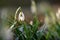 Snowdrops spring flowers. Beautifully blooming in the grass at sunset. Delicate Snowdrop flower is one of the spring symbols.