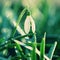 Snowdrops spring flowers. Beautifully blooming in the grass at sunset. Delicate Snowdrop flower is one of the spring symbols.