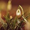 Snowdrops spring flowers. Beautifully blooming in the grass at sunset. Delicate Snowdrop flower is one of the spring symbols.