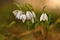 Snowdrops spring flowers. Beautifully blooming in the grass at sunset. Delicate Snowdrop flower is one of the spring symbols. Ama