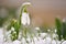 Snowdrops spring flowers. Beautifully blooming in the grass at sunset. Delicate Snowdrop flower is one of the spring symbols. Ama