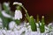 Snowdrops spring flowers. Beautifully blooming in the grass at sunset. Delicate Snowdrop flower is one of the spring symbols. Ama