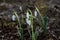Snowdrops spring flowers. Delicate Snowdrop flower is one of the spring symbols.
