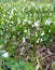 Snowdrops. Spring flowers. Primroses. Beautiful flowers growing among the green grass.