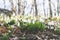 Snowdrops in spring forest. Carpet of flowers