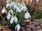 Snowdrops in spring growing out of the winter soil