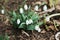 Snowdrops in the spring on the lawn