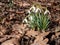 Snowdrops in spring on a meadow with fallen leaves