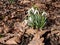 Snowdrops in spring on a meadow with fallen leaves