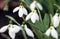 Snowdrops spring season